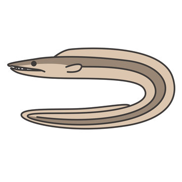 254 最適な ハモ 画像 ストック写真 ベクター Adobe Stock