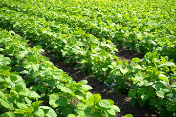 Gunma,Japan-July 24, 2019: Edamame or immature soybean field in the summer,