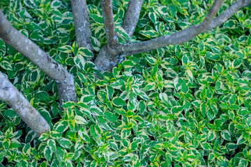 Fresh green leaf background, Green Dark for graphic work, beautiful natural background