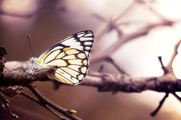 Single butterfly sitting on a branch