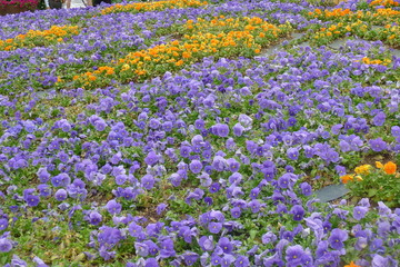 Viola Field in Dallas Arboretum and Botanical Garden