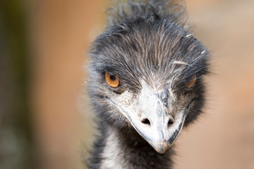 Emu Head portrait