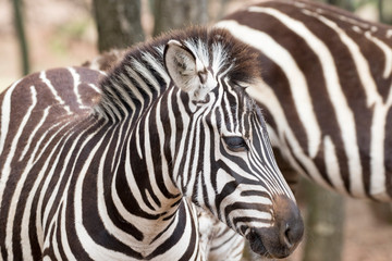 Fototapeta na wymiar Zebra head protrait