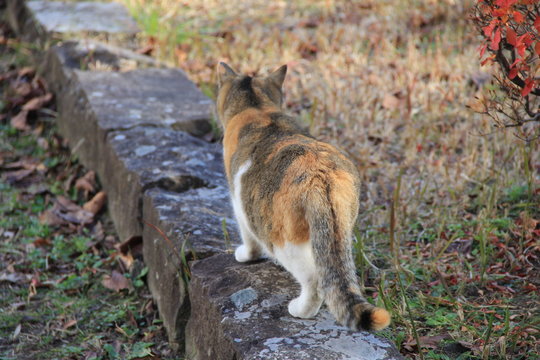 縁石の上を歩く三毛猫の後姿 宮城県 Stock 写真 Adobe Stock