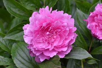 pink peony in garden