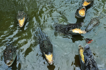 Crocodilein the lake