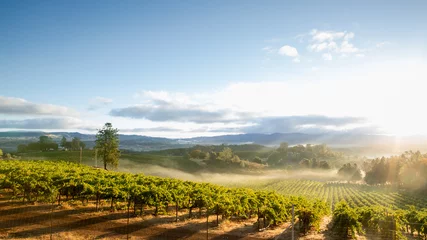 Tuinposter Wijngaard Zonsopgangmist boven het landschap van de wijngaard van Californië