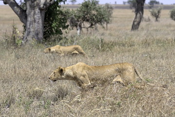 Lions stalking prey in Serengeti National Park