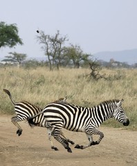 Fototapeta na wymiar Galloping zebras in Serengeti National Park