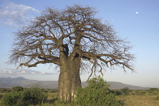 Moon over Baobab tree near Mto Wa Mbu