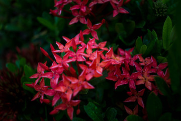 Water drops on flower Ixora red after rain