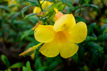 Beautiful yellow Allamanda with water after rain
