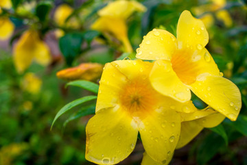 Beautiful yellow Allamanda with water after rain