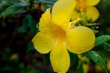 Beautiful yellow Allamanda with water after rain