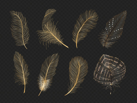 Gold feathers vector collection