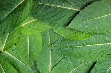 Decorative background from green year sheet of the plant