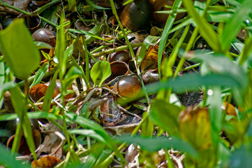 Snail