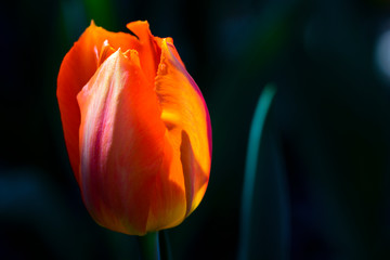 Isolated orange and yellow tulip illuminated by back light to convey empathy.