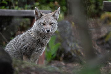 Zorro gris o chilla en Parque Nacional Vicente Pérez Rosales. Chile