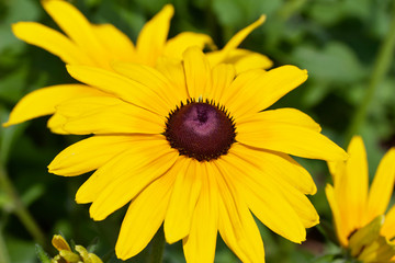 Close up view of a single bright yellow rudbeckia (Black-eyed-Susan) flower