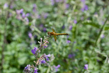 Close up view of a meadowhawk dragonfly perched on a Russian sage bush in a prairie setting