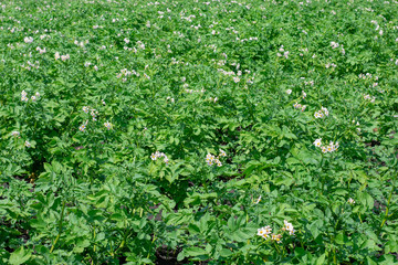 Potato plantations are growing in the field. Landscape with farmland