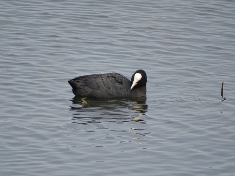 focha comun, Fulica atra en laguna dulce de campillos malaga