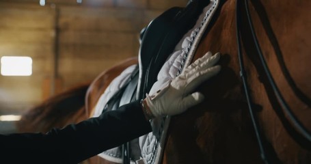 Cinematic slow motion close up of young female horsemanship master dressed in a professional apparel is caressing her bay horse before to start practising exercises for competition of horse racing