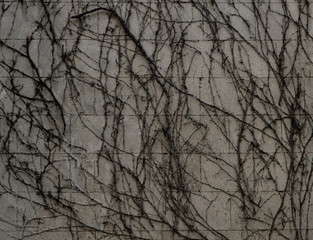 Dry plant texture extended on a wall