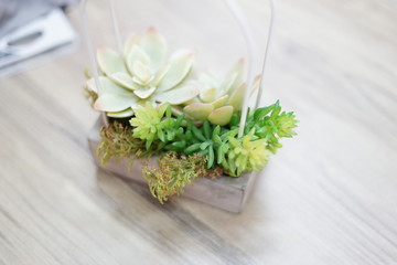 Succulent plant modern table decoration