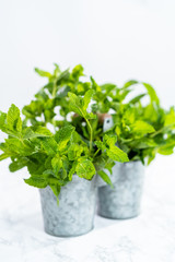 Garden mint