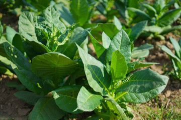 Small Tobacco Sprout and Growth Healthy in Field, Fresh