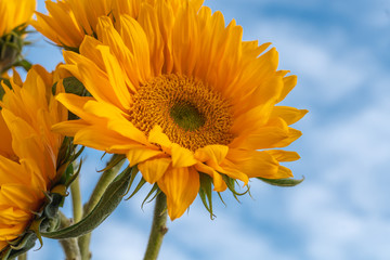 Yellow Sunflowers Close Up with Beautiful Cloudy Sky Background