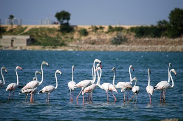 Group of Flamingos