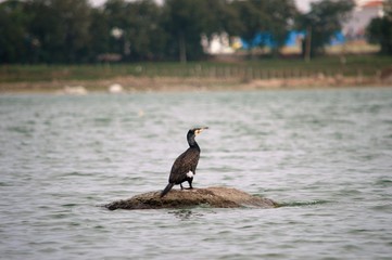 Cormorant relaxing