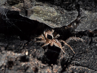 Macro Photo of Jumping Spider on Tree Bark