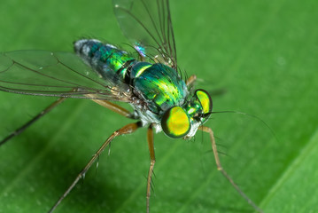 Macro Photo of Robber Fly on Green Leaf