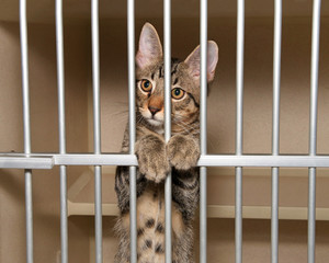 Adorable tabby kitten in a shelter kennel looking out from behind the bars.