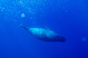 Fototapeta premium Physeter macrocephalus Sperm whale マッコウクジラ