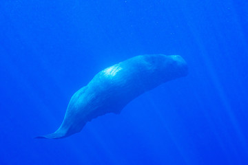 Physeter macrocephalus Sperm whale マッコウクジラ