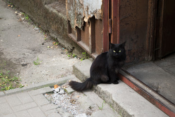 Black fluffy cat sitting on the step by the doorway of a shabby brown entrance door of old house at the gray tiled broken sidewalk