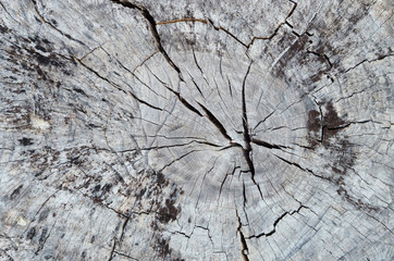 Old gray wood grain with background Wooden texture of tree trunk cut, Tree ring, Surface of tree cut has a crack