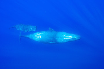 Fototapeta premium Physeter macrocephalus Sperm whale マッコウクジラ