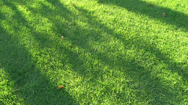 Shade from the leaves of trees on the green grass. The wind shakes the branches of trees. Warm summer day. Juicy green grass on the lawn