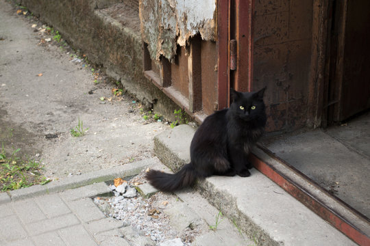 Black fluffy cat sitting on the step by the doorway of a shabby brown entrance door of old house at the gray tiled broken sidewalk - Powered by Adobe