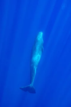 Physeter Macrocephalus Sperm Whale マッコウクジラ Stock 写真 Adobe Stock