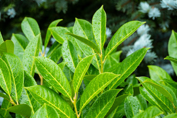 Green leaves covered with water drops after rain.