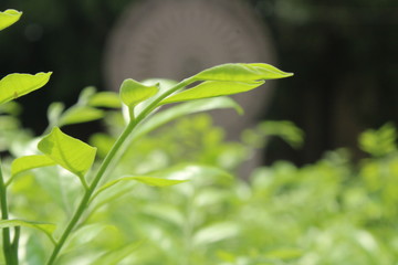 green leaf with water drops