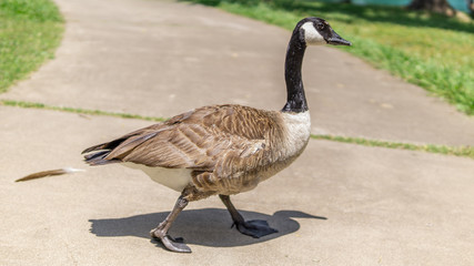 Goose on a concrete path