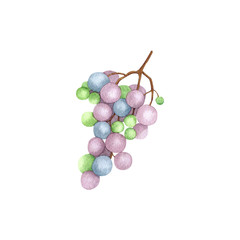 Watercolor bunch of grapes. Hand drawn botanical illustration isolated on white background